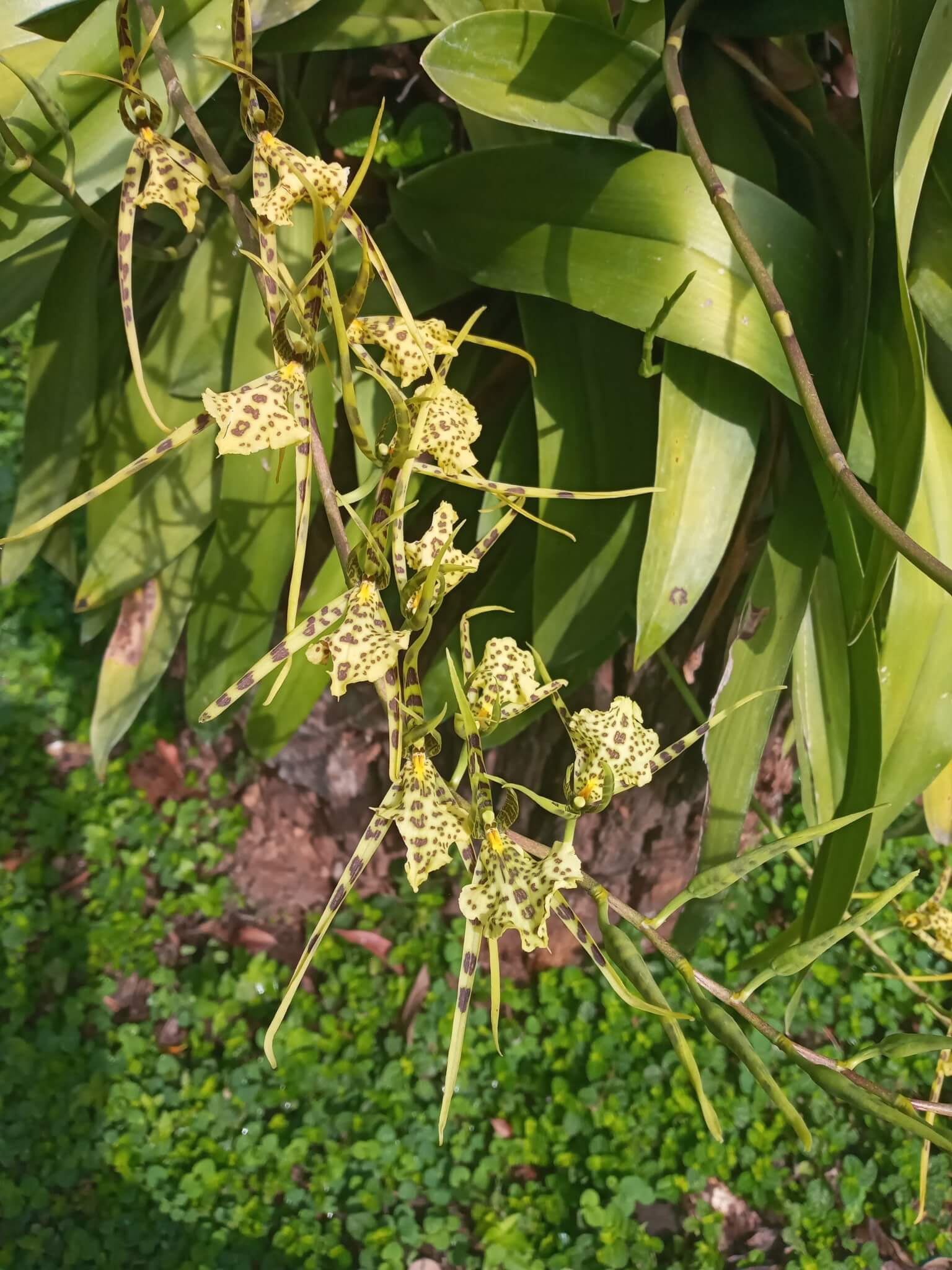 Brassia maculata